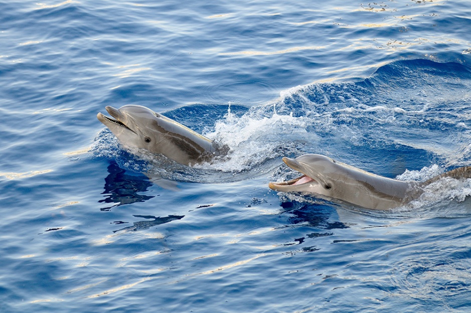 High definition picture of cute and energetic dolphins