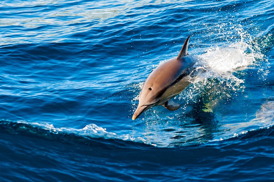High definition picture of cute and energetic dolphins