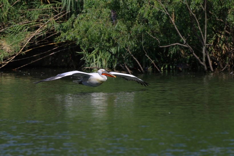 Picture of a white pelican