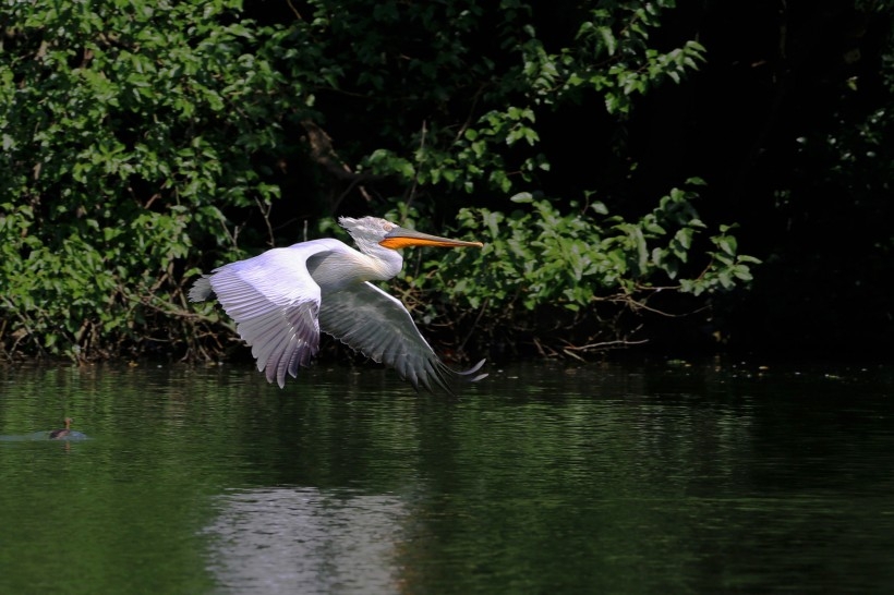 Picture of a white pelican