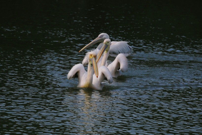 Picture of a white pelican