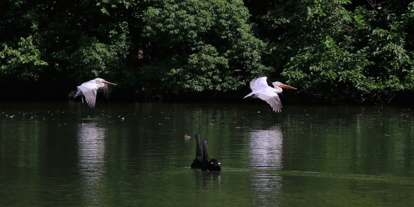 Picture of a white pelican