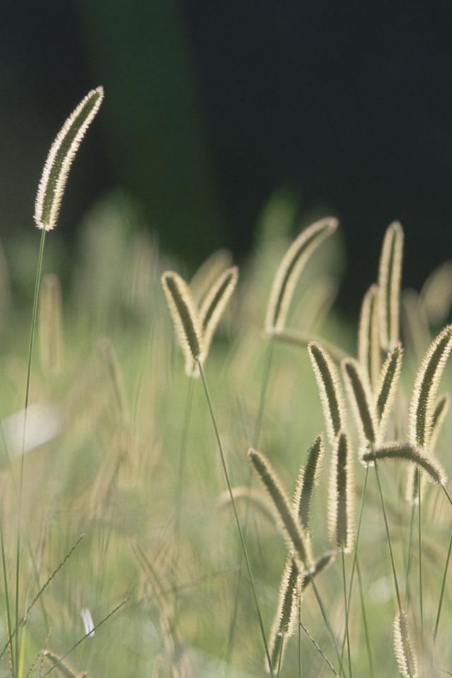 Dogtail grass