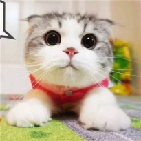 Cat avatar cute and cute 2021 selected high-definition large picture of the most beautiful and cute cat