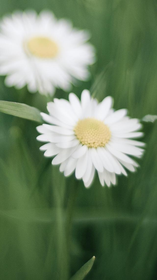 White small chrysanthemums
