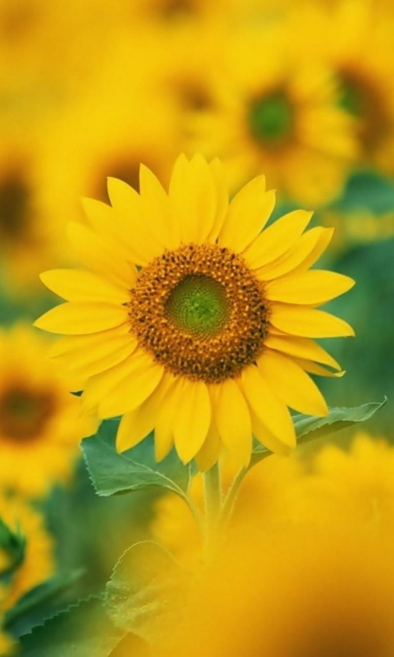 Sunflower flowers