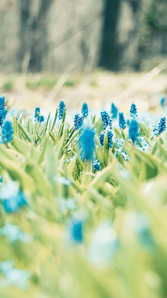 Blue Flower Garden