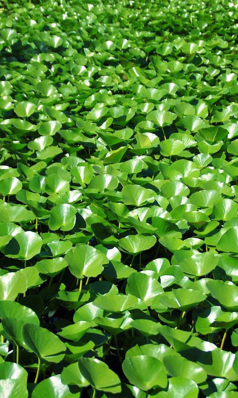Floating plant water hyacinth