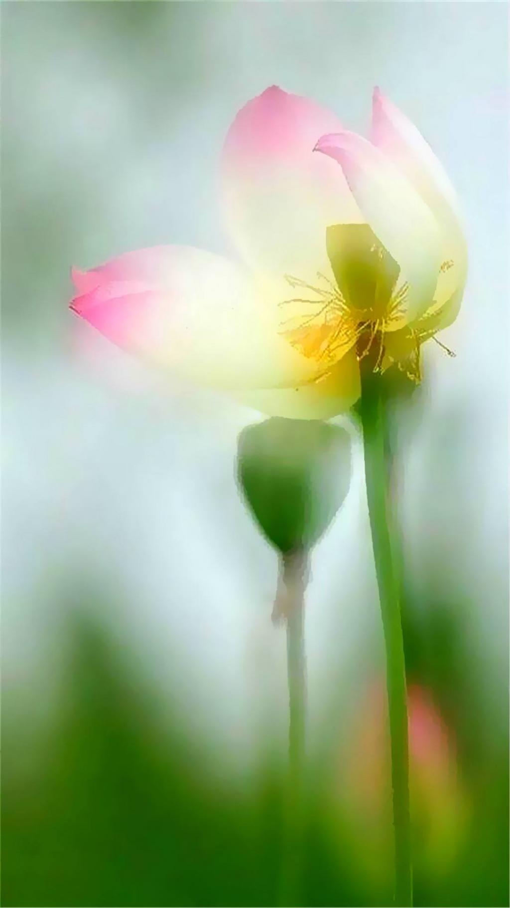 Lotus Fairy