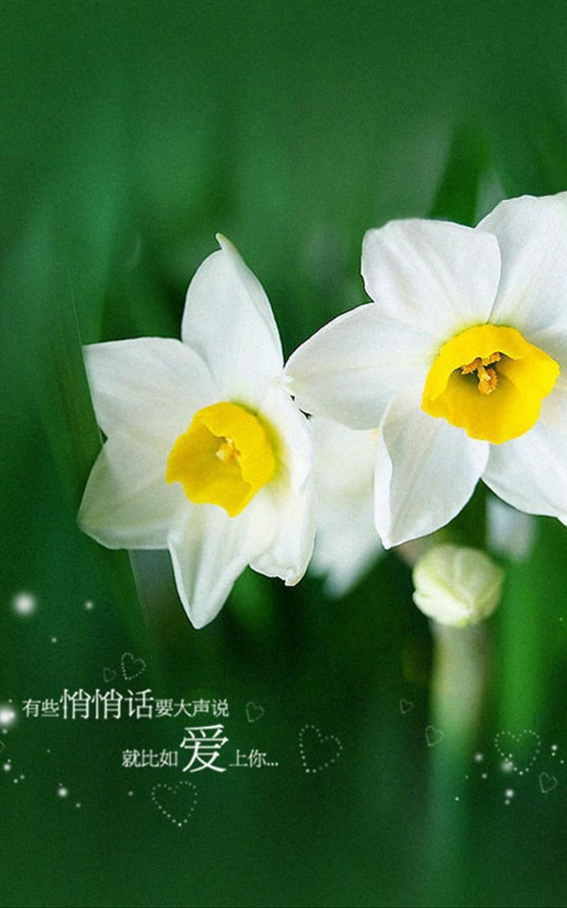 The Fairy of Flowers: Narcissus