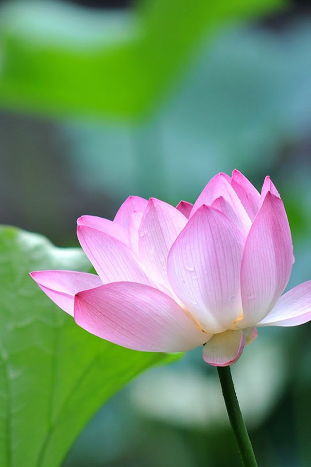 Little Fresh and Beautiful Lotus