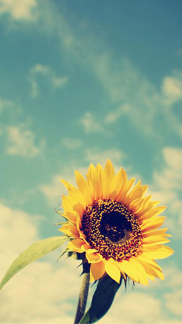 The summer when sunflowers bloom