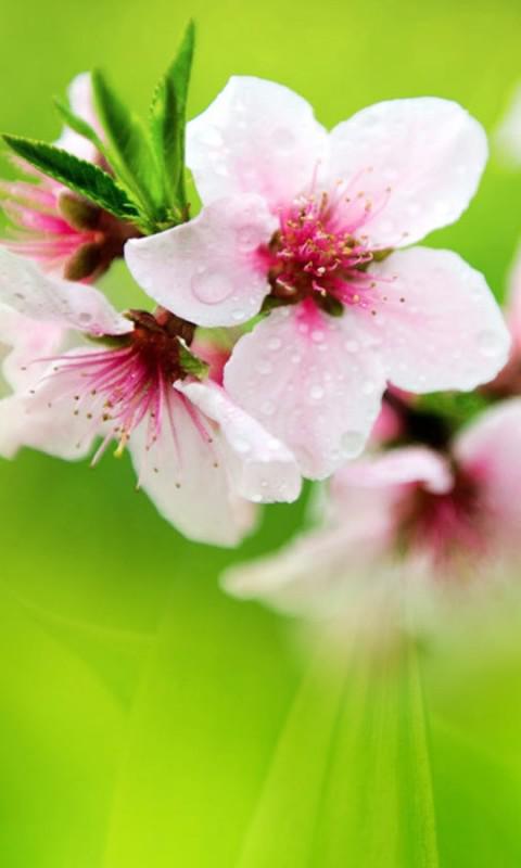 Peach Blossoms After Rain