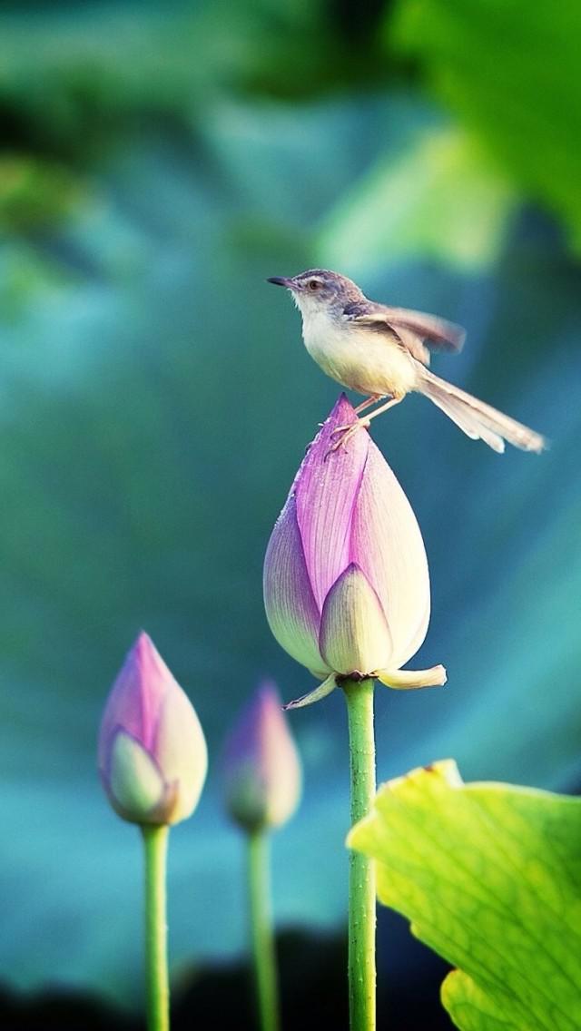The Little Bird on the Lotus