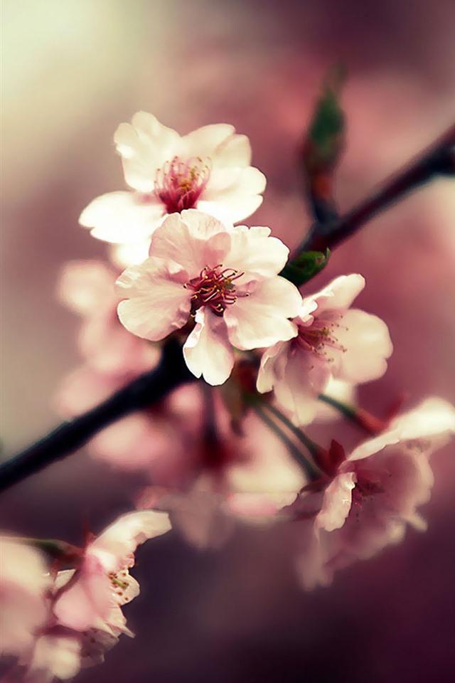 In spring, peach blossoms bloom