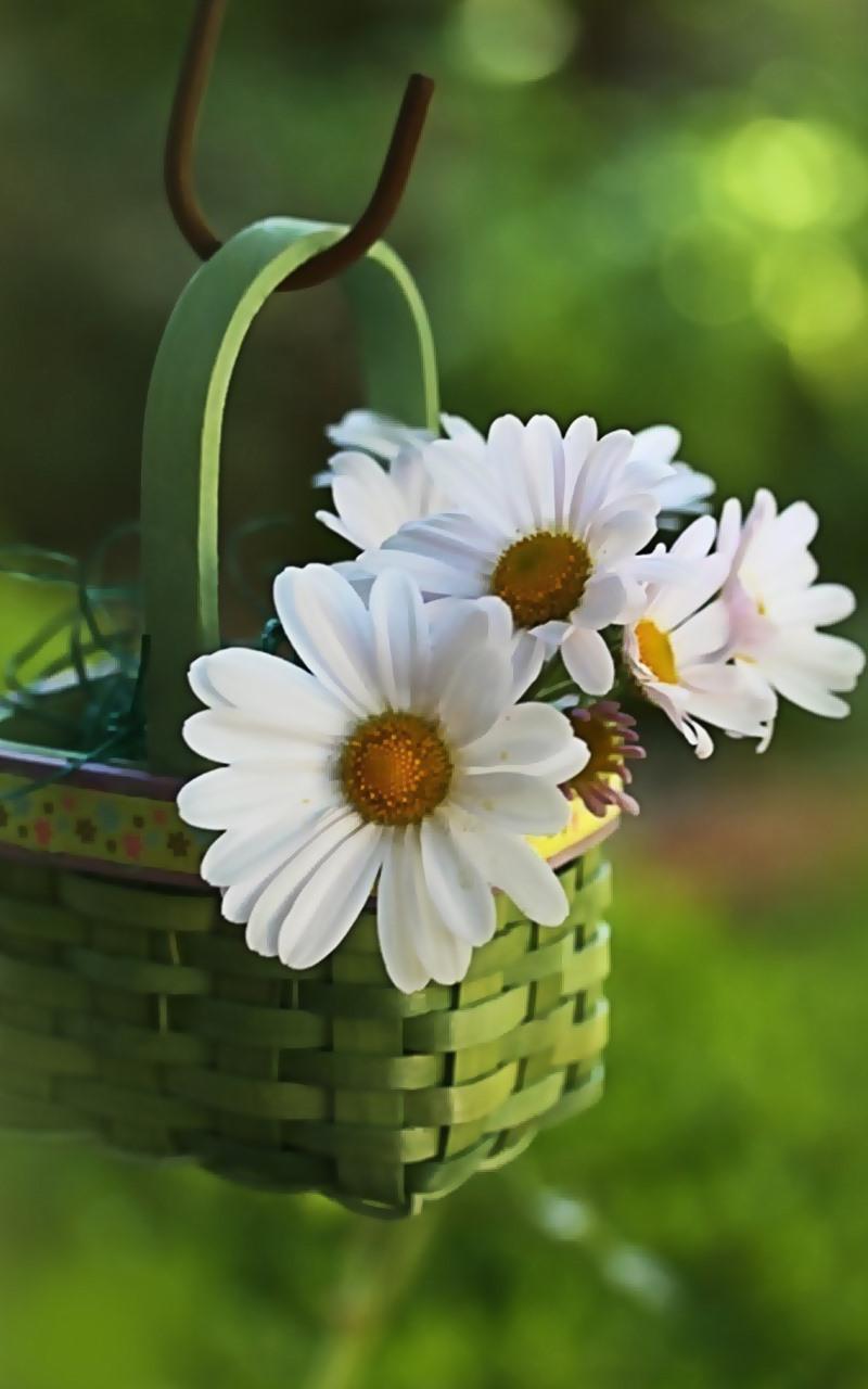 Daisy flowers in the bamboo basket