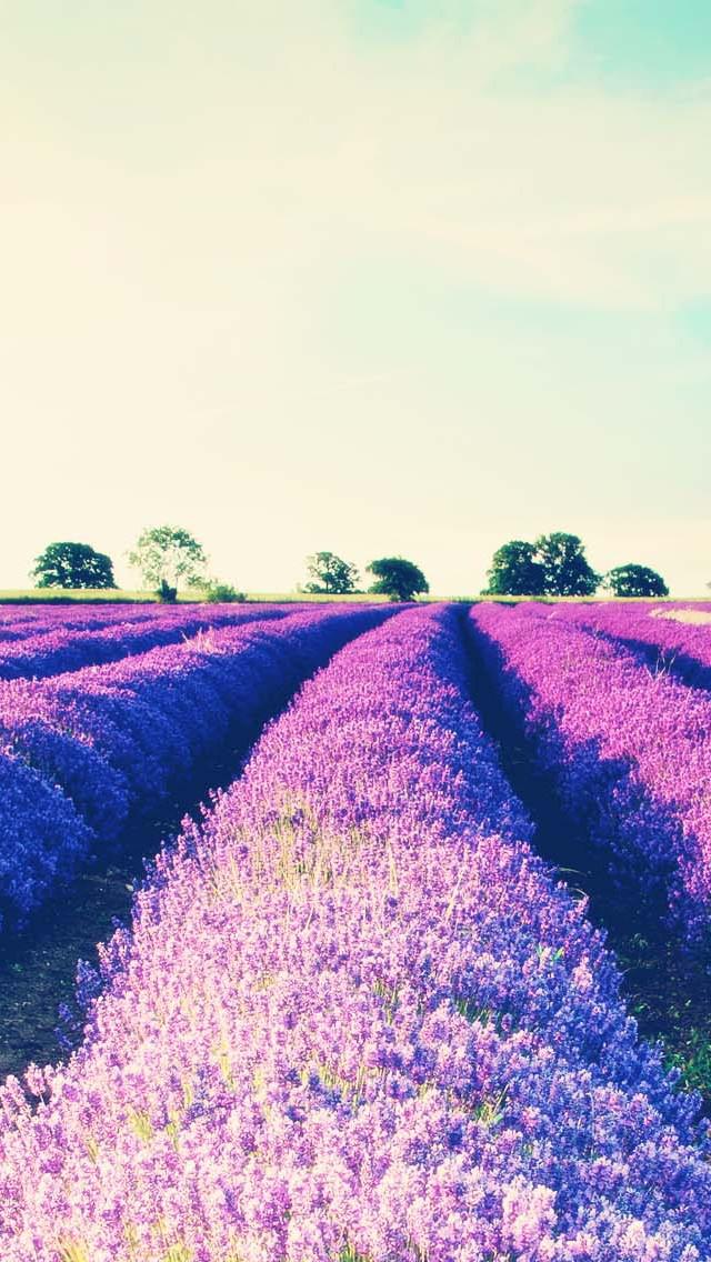 Romantic Lavender Flower Field