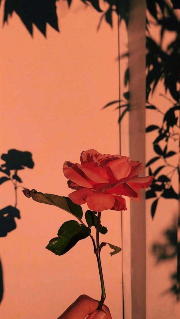 Beautiful pictures of roses