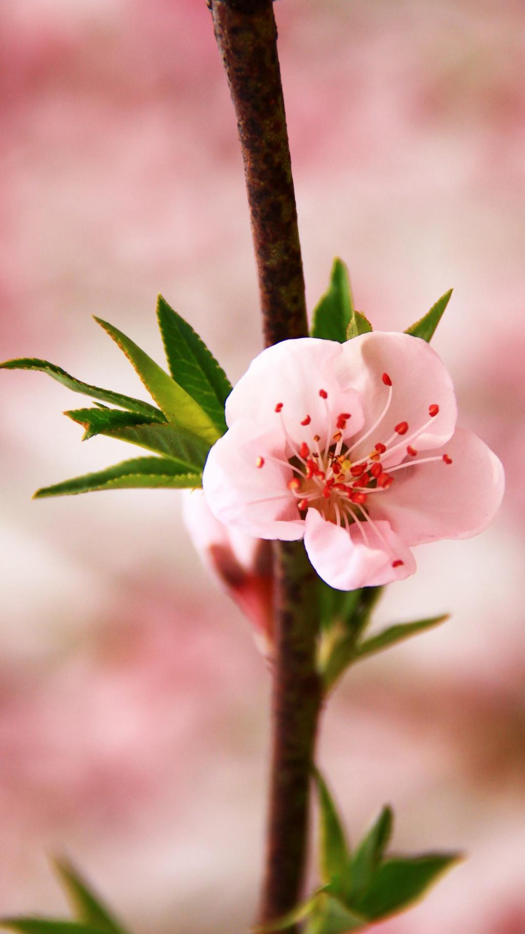 Red and white peach blossoms