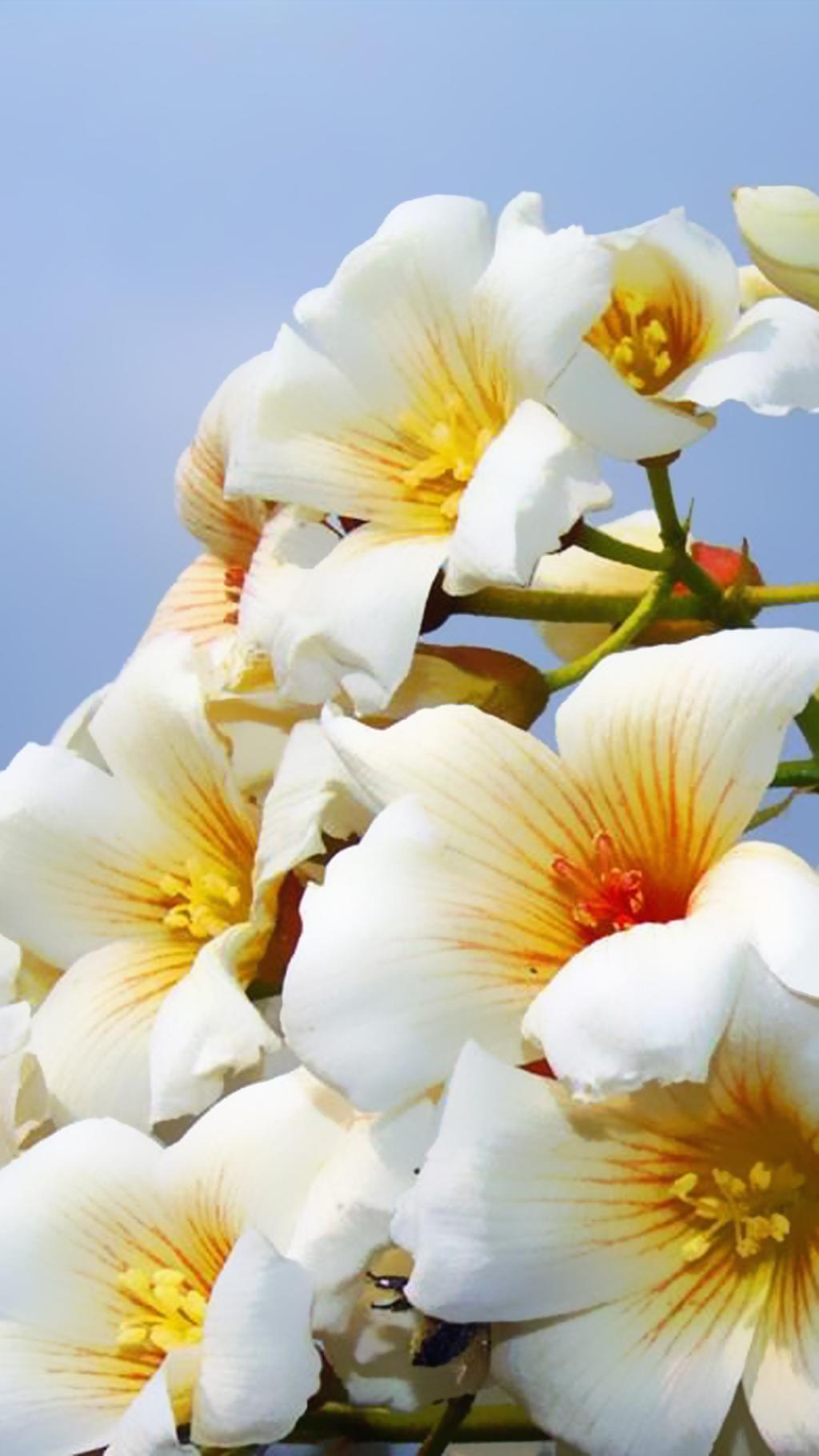 White Tongzi Flower