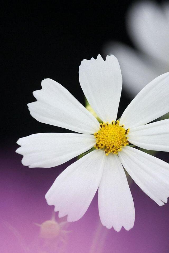The Flower Language of Little Daisies