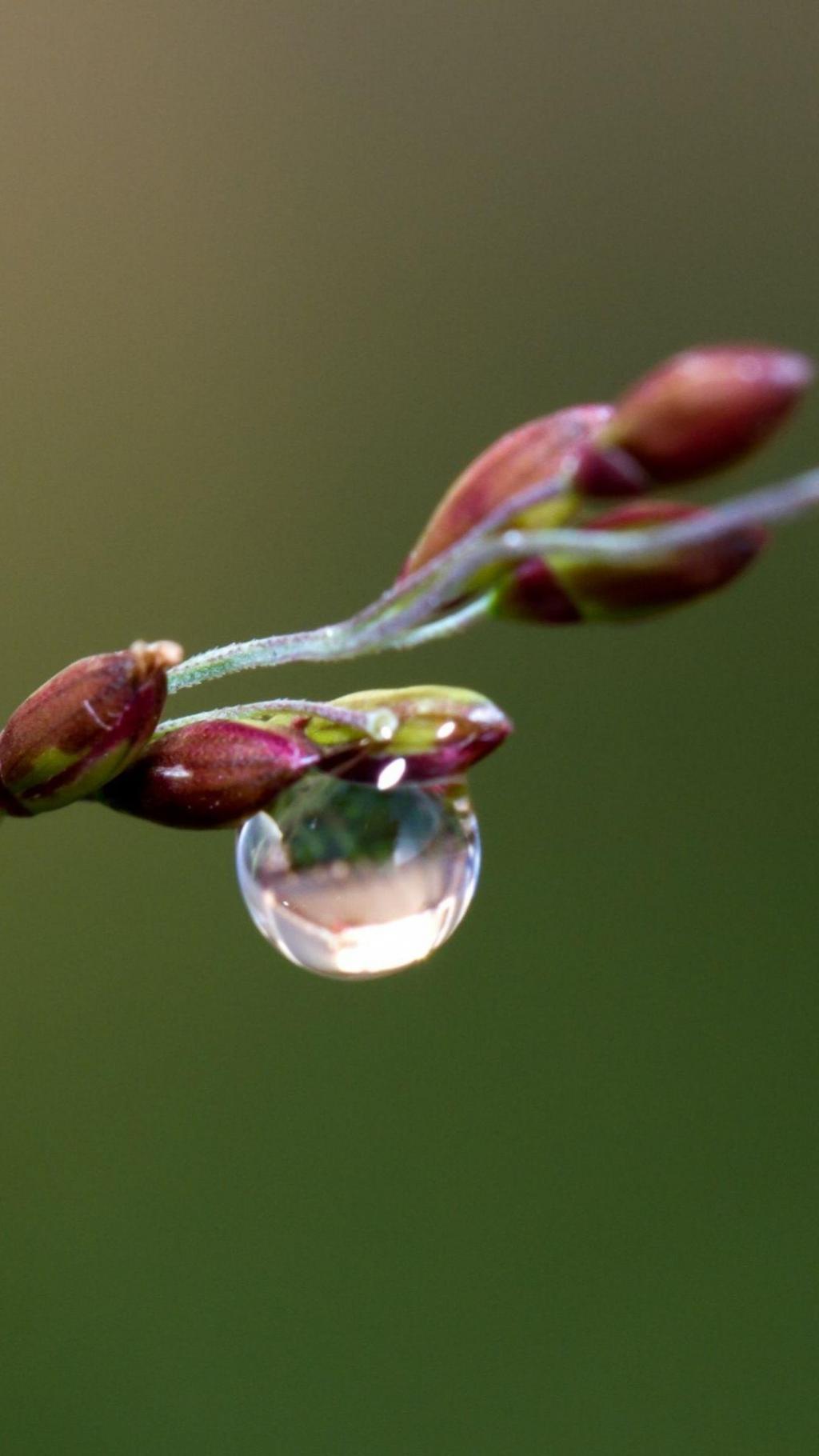 Drips of dew on flower buds