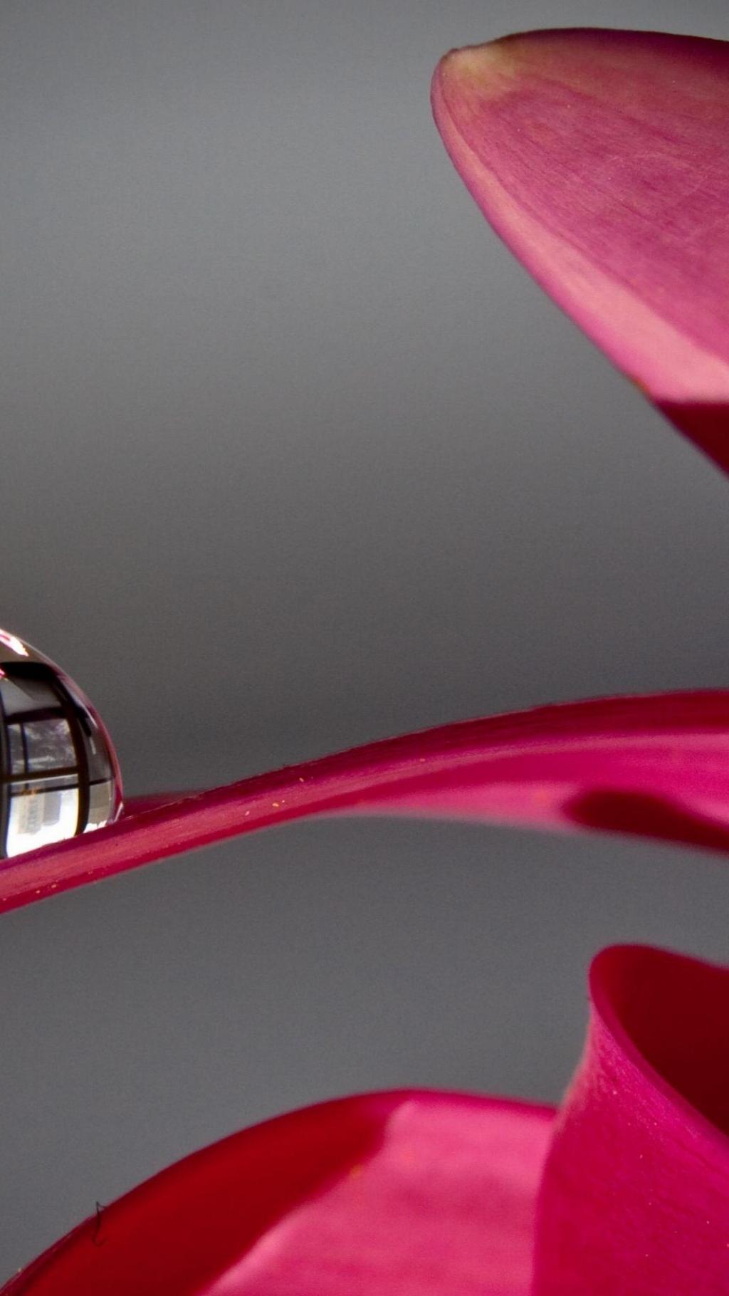 Water droplets on red petals