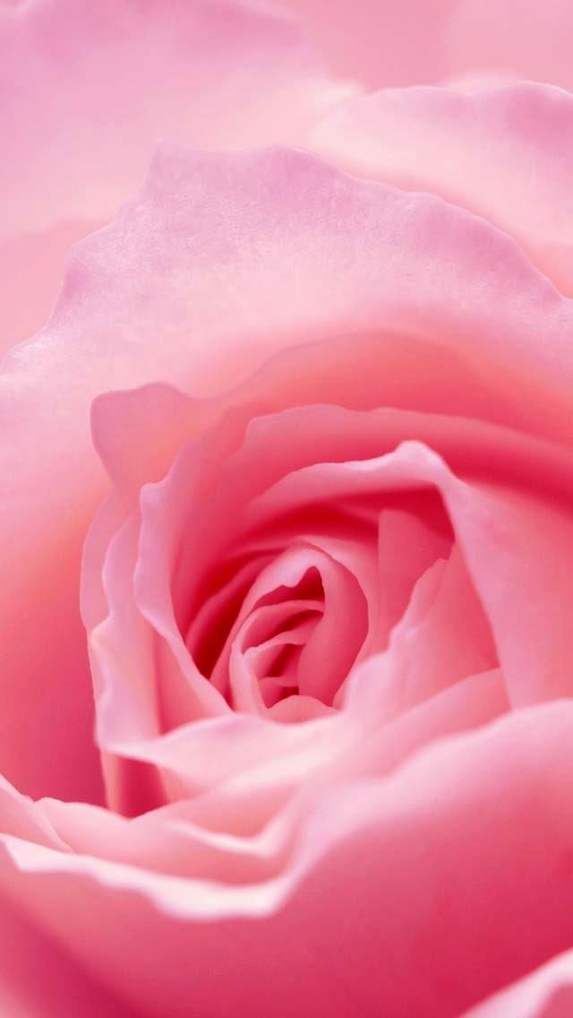 Peach Rose Flower