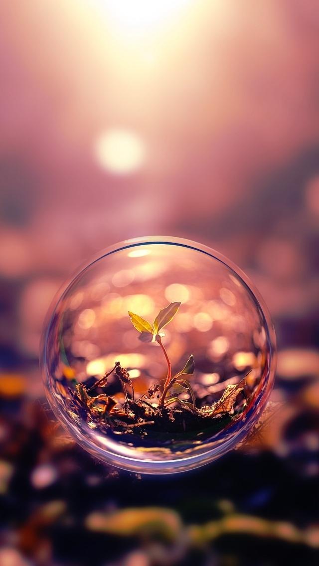 Beautiful macro photography of plant water bubbles