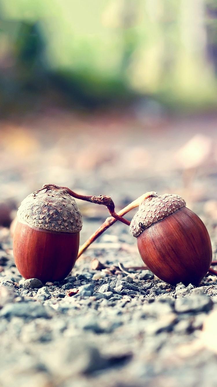 An acorn that falls to the ground