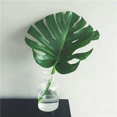 Fresh and Natural Green Plant Avatar Selection 2021 Beautiful Plant Landscape WeChat Avatar