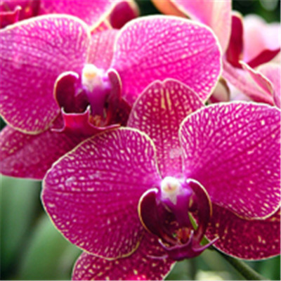 The most auspicious and beautiful WeChat avatar symbolizes auspiciousness with orchids