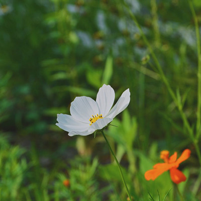 The most auspicious and beautiful landscape avatar on WeChat, the beautiful flower avatar that can bring good luck with flowers