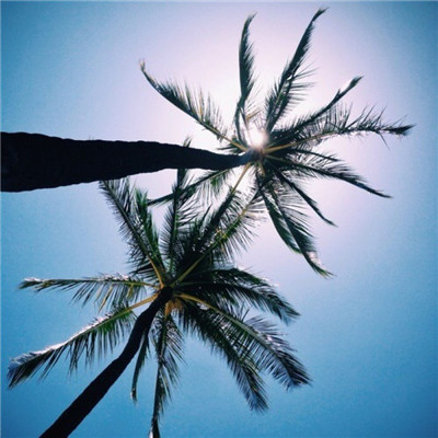 Beautiful seaside scenery avatar, coconut tree image. If you like it, strive for it, cherish it