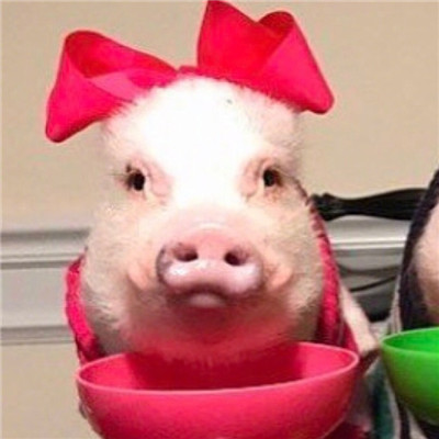 2021 Pig Couple Avatar - One Male and One Female - The Most Popular Little Pink Pig Couple Avatar - One Piece per Person