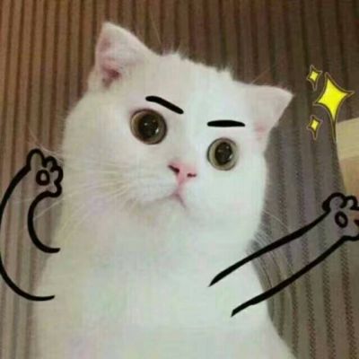 Animal QQ avatar cute cat funny avatar always makes dreams come true