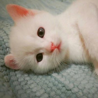 Animal QQ avatar cute cat funny avatar always makes dreams come true