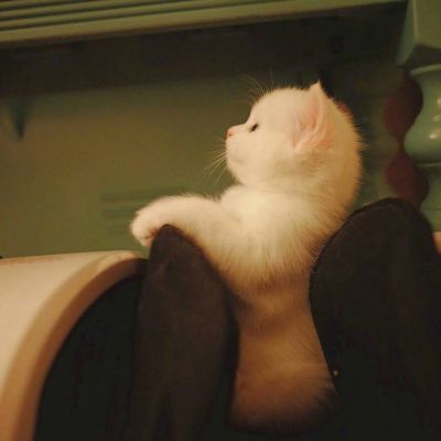 Animal QQ avatar cute cat funny avatar always makes dreams come true