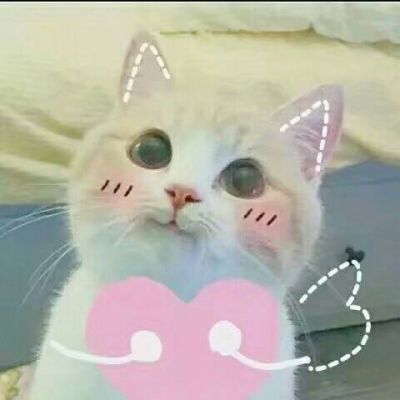 Animal QQ avatar cute cat funny avatar always makes dreams come true