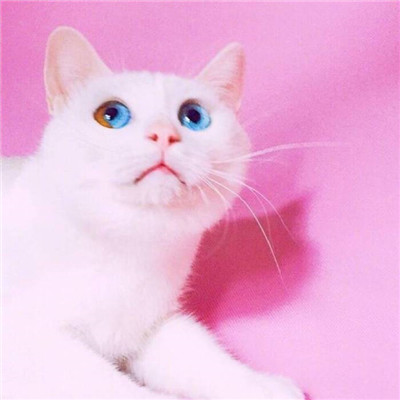 HD Cat Avatar Cute Super Cute Avatar 2021 Selling Cute * * Cute Innocent