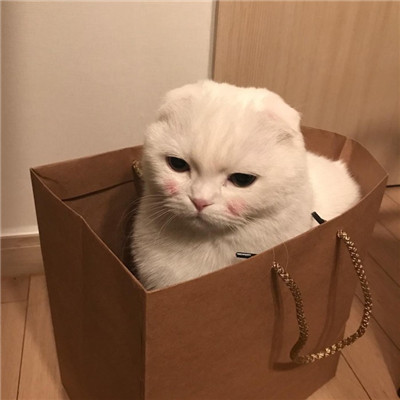 White, soft, cute little cat avatar 2021, only able to sell cute and obedient cats