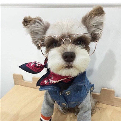 Super cute airplane ear Schnauzer dog avatar, little fool, don't run away. I caught you