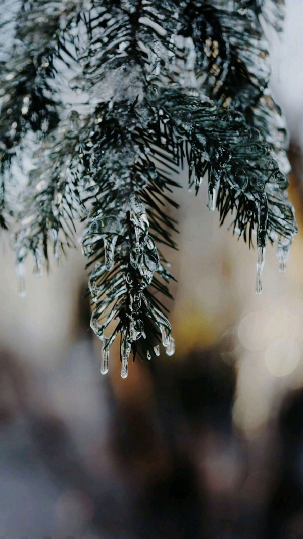 小清新图片-北风卷地白草折，胡天八月即飞雪(14)