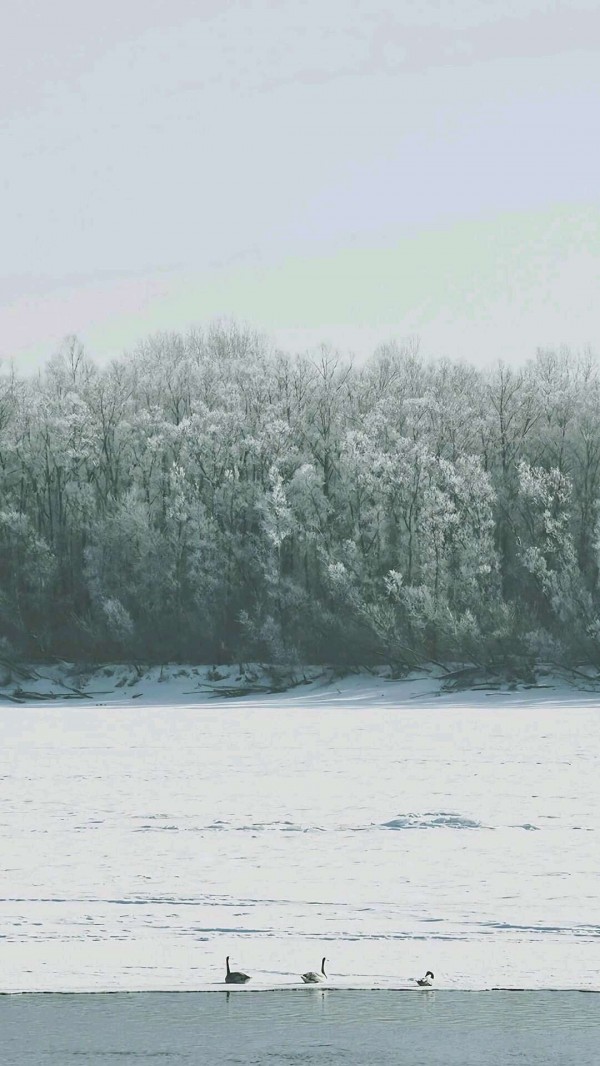 小清新图片-北风卷地白草折，胡天八月即飞雪(5)