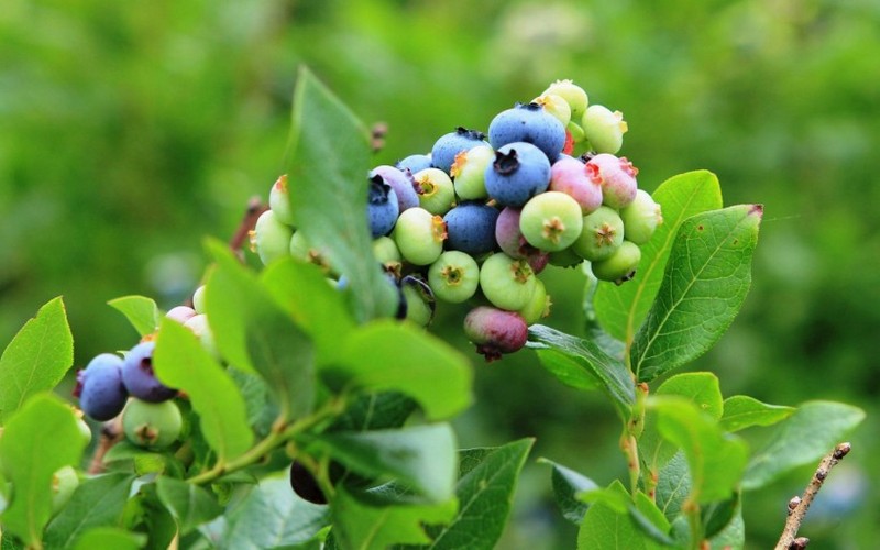 Delicious blueberry pictures