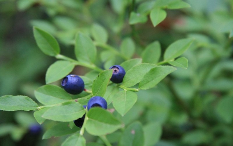 Delicious blueberry pictures