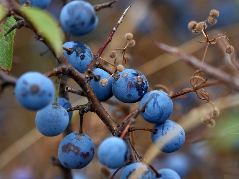 Delicious blueberry pictures