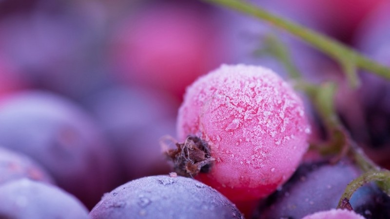 Delicious blueberry pictures