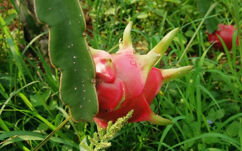 Delicious pictures of dragon fruit