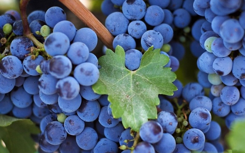 Picture of delicious grapes